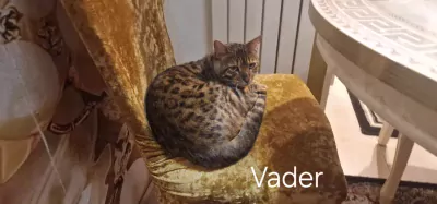 Bengaalse kat - afbeelding 4