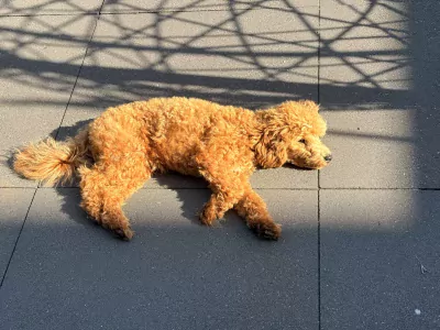 We zoeken een nieuw huisje voor onze puppy - afbeelding 2