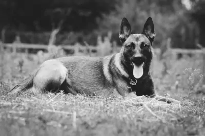 Mechelse Herder Nala - afbeelding 3