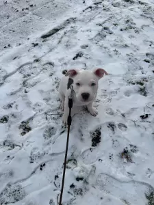 Amerikaanse Stafford Pup - afbeelding 3