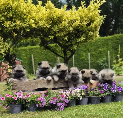 Grote Keeshond te koop verkopen WIJCHEN Nederland - 5457