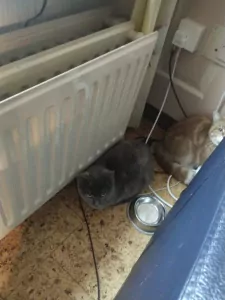 Twee lieve katten samen of apart zoekend naar thuis - afbeelding 5