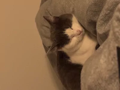 Ontzettend lieve kat Juna - afbeelding 3