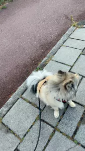 Onbekend te koop verkopen Amsterdam Nederland - 5006