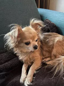 2 chihuahua hondjes moeder en dochter - afbeelding 6