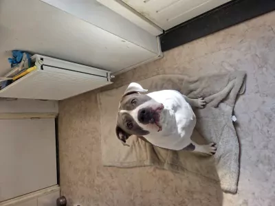 Stafford mix (reu) en bully (teefje) - afbeelding 5