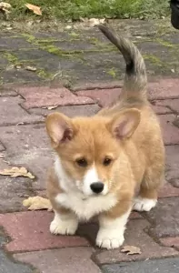 Welsh Corgi Pembroke te koop verkopen Ees Nederland - 4987