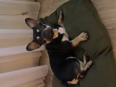 Franse Bulldog te koop verkopen Vreeland Nederland - 5199