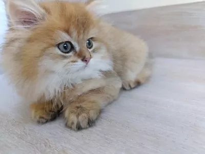 Britse langhaar golden kitten katertje - afbeelding 4