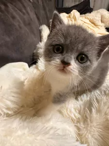 kittens, jongetje - afbeelding 3