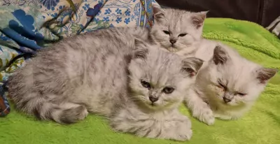 Brits Korthaar te koop verkopen Westerwolde Nederland - 5032