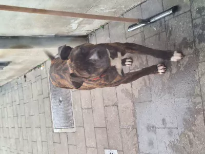 Stafford teefje zoekt warme thuis - afbeelding 2