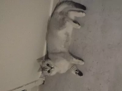 Luna 5 maanden poesje vader Brits korthaar - afbeelding 3