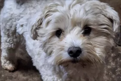 Maltipoo te koop verkopen Amsterdam Nederland - 5389