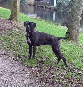 Cane corso reu - afbeelding 6
