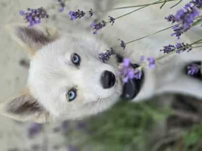 2 Pomsky  te koop - afbeelding 2