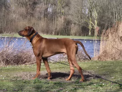 Nieuw thuis voor onze mooie Rody - afbeelding 6