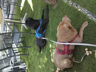 3 jaar Lucky - Reu Shar-pei - afbeelding 3