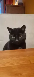 Ziggy en Marley - afbeelding 6