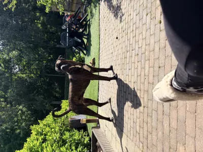 Cane Corso te koop verkopen Roosendaal Nederland - 5498