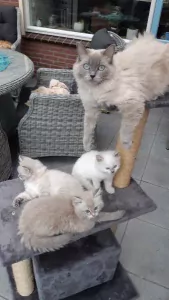 Ragdoll kittens met stamboom - afbeelding 3
