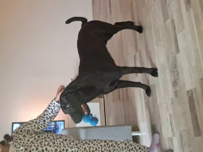 Lieve mechelse herder/labrador - afbeelding 2