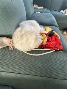 Maltezer te koop verkopen Rijkevorsel Belgie - 5284