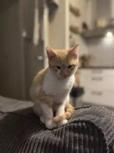 Rode kleine kitten, 13 weken oud - afbeelding 4