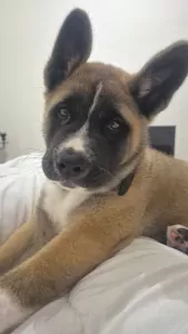American Akita te koop verkopen Velsen noord Nederland - 4888