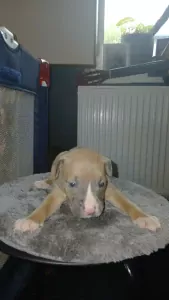 nog 6 mannetjes 900€ - afbeelding 5