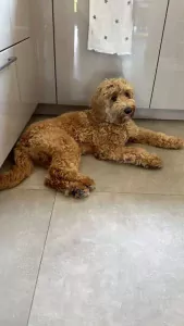 Goldendoodle te koop verkopen Apeldoorn Nederland - 5665