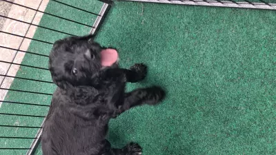 teef nestjes