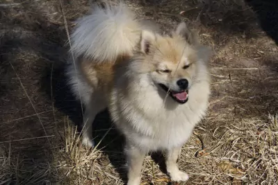 teef nestjes