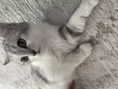 Europese Korthaar te koop verkopen Geldrop Nederland - 4999