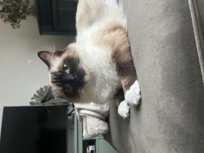 teef nestjes