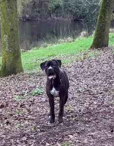 Cane corso reu - afbeelding 5