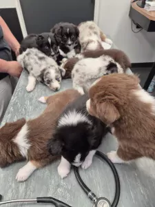 Australische herder