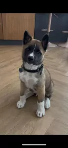 Lieve Amerikaanse akita van 12 weken oud. - afbeelding 6