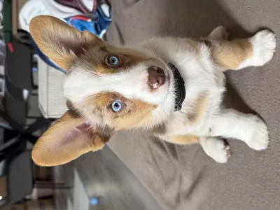 Mooie Welsh Corgi Cardigan reu red merle - afbeelding 3
