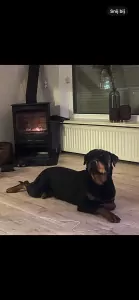 Rottweiler te koop verkopen Huissen Nederland - 5152