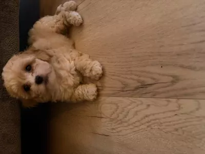 Maltipoo te koop verkopen Zwolle Nederland - 5738