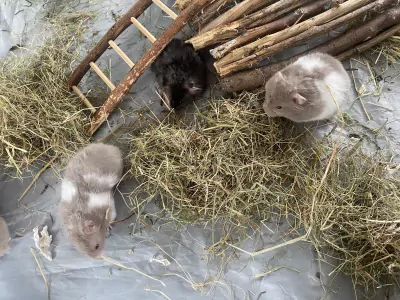 Mooie Syrische hamsters - afbeelding 3