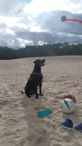Lieve Labrador Reu 2,5 jaar! - afbeelding 3