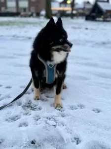 Lieve Noah - F1 Pomsky reu - afbeelding 2