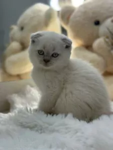 Exclusieve Bluepoint Scottish - afbeelding 2