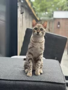 Bengaalse Kat te koop verkopen Den Haag Nederland - 5292
