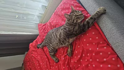 Chico - afbeelding 5