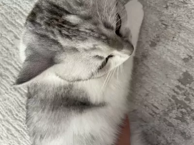 Britse Korthaar - afbeelding 2