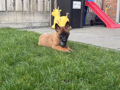 Prachtig mechelse herder - afbeelding 8