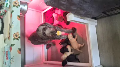 teef nestjes